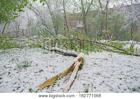 Chisinau, Republic Of Moldova - April 20, 2017: Tree Branch With Green Spring Leaves Broken By Heavy