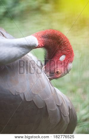 Close up Head of Eastern Sarus Crane Grus Antigone Sharpii  on Wetlands in Thailand.