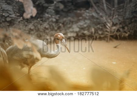 Eastern Sarus Crane Grus Antigone Sharpii  on Wetlands in Thailand.