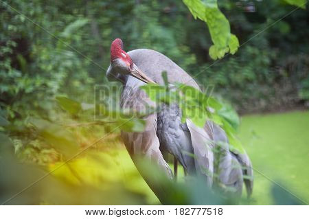 Eastern Sarus Crane Grus Antigone Sharpii  on Wetlands in Thailand.