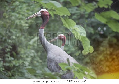 Close up of Eastern Sarus Crane Grus Antigone Sharpii  on Wetlands in Thailand.