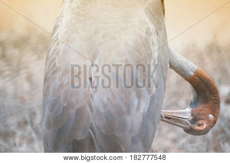Close up of Eastern Sarus Crane Grus Antigone Sharpii  on Wetlands in Thailand.
