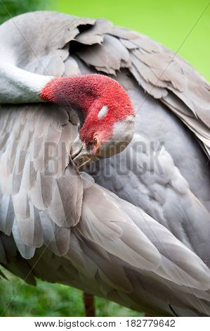 Close up of Eastern Sarus Crane Grus Antigone Sharpii  on Wetlands in Thailand.