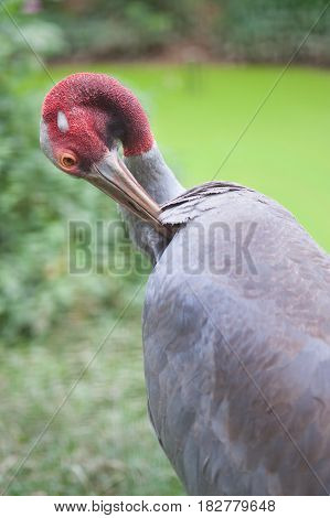 Close up of Eastern Sarus Crane Grus Antigone Sharpii  on Wetlands in Thailand.