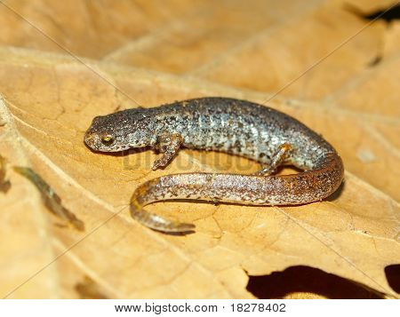 Salamandra de cuatro dedos (Hemidactylium scutatum)