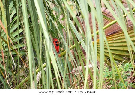 Cardeal (Cardinalis cardinalis)