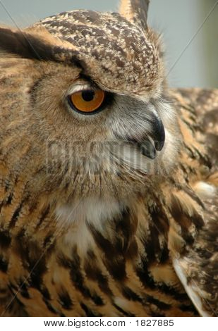 Owl3