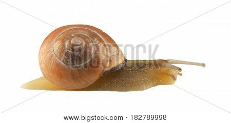 forest snail, Cepaea nemoralis on a white background