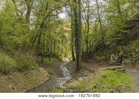 Leaf and pine tree forest near Dolni Zalezly village in spring day