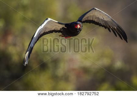 Bateleur eagle in Kruger national park, South Africa ; Specie Terathopius ecaudatus family of Accipitridae
