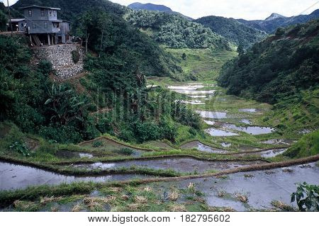 Rice is cultivated in the ancient  rice terraces, carved into the mountains, near the city of Banaue, Ifugao Province, in the Philippines.