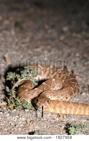 Crotalus Ruber