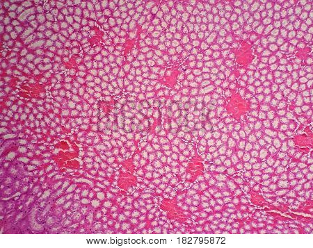 Histology of human kidney under microscope view