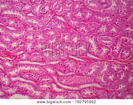 Histology of human kidney under microscope view