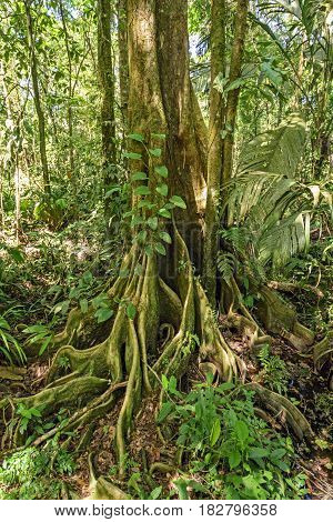 Butressed Roots in a Rain Forest Tree in Tortuguero National Park in Costa Rica
