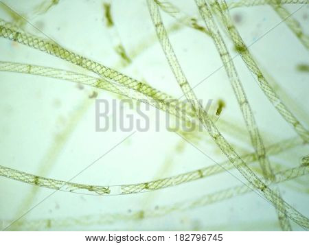 Filamentous algae are single algae cells that form long visible chains threads or filaments.