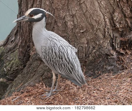 Yellow Crowed Night Heron found in San Antonio