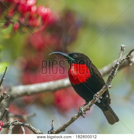 Scarlet-chested sunbird in Kruger national park, South Africa ; Specie Chalcomitra senegalensis family of Nectariniidae