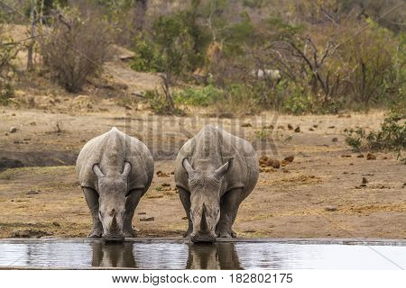 Southern white rhinoceros in Kruger national park, South Africa ; Specie Ceratotherium simum simum family of Rhinocerotidae