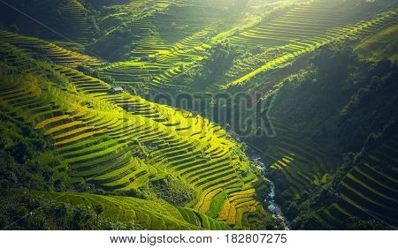 Rice fields on terraced of Mu Cang Chai YenBai Vietnam. Rice fields prepare the harvest at Northwest Vietnam. Vietnam landscapes.