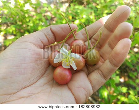 Close up picture of Jamaican cherry and its flower in human hand