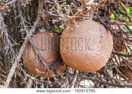 Closeup To Shala Fruit, Cannonball Tree [shorea Robusta]