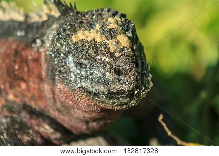 Green faced colorful Galapagos Islands iguana closeup