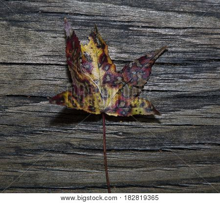 Dead leaf on a wooden table in the garden