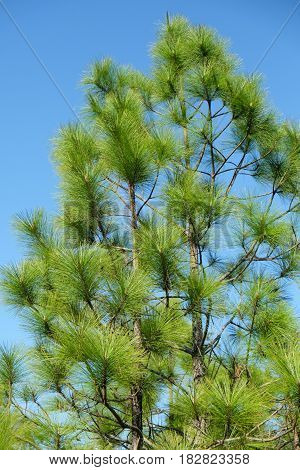 Merkus Pine