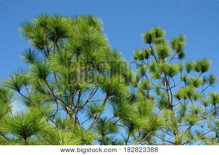 Merkus Pine