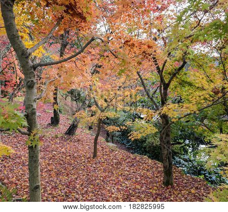 Autumn Garden At Eikando Or Zenrinji Temple In Kyoto, Japan. Eikando Is Most Famous For Its Stunning
