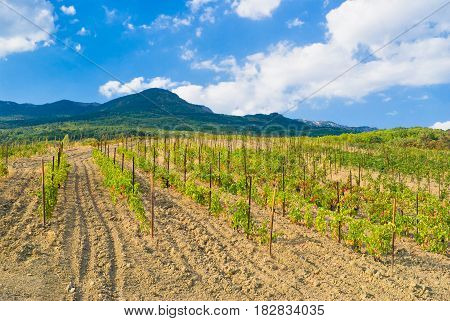 Young vineyard in Crimean mountains near Gurzuf resort.
