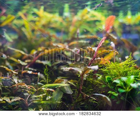 Aquarium Tank With Aquatic Plants .
