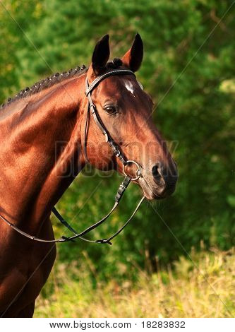 Retrato de trakehner semental
