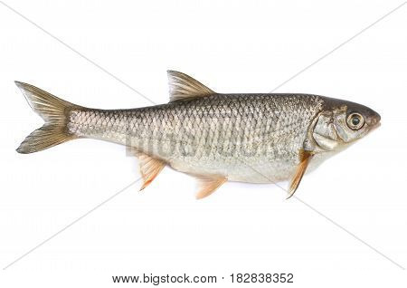 Fish ide isolated on white background .