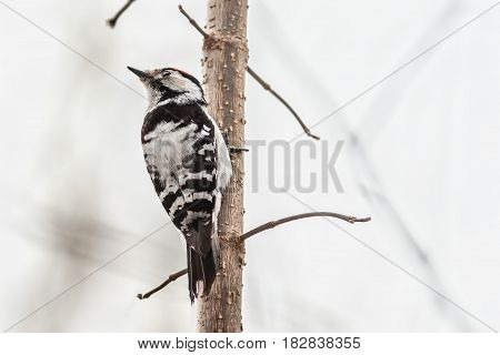 male Lesser-spotted woodpecker sitting on a tree