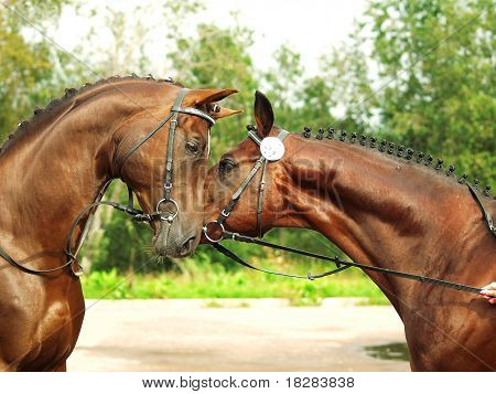 par de raza trakehner
