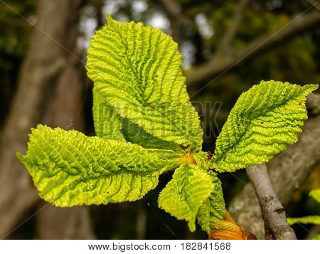 Green leaves of a chestnut on a branch