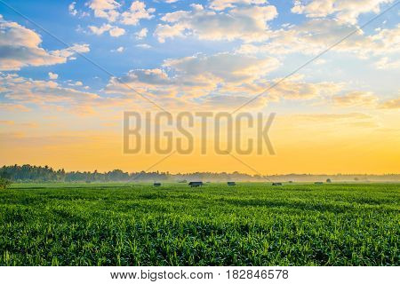 Beautiful morning sunrise over the corn field