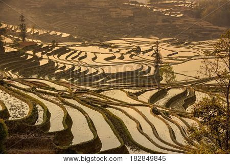 Sunrise At Yuanyang Rice Terrace From Yuanyang Village, Yunnan Province, China