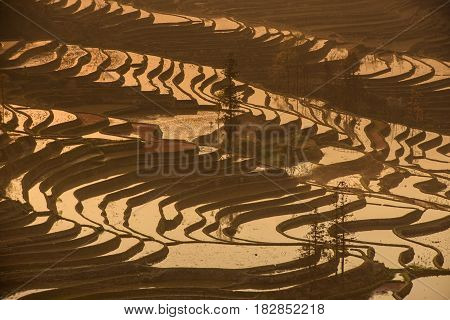 Sunrise At Yuanyang Rice Terrace From Yuanyang Village, Yunnan Province, China
