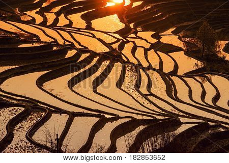 Sunrise At Yuanyang Rice Terrace From Yuanyang Village, Yunnan Province, China