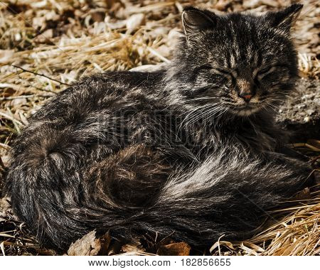 Cat lay on the grass, sleepy cat, animal, homeless cat