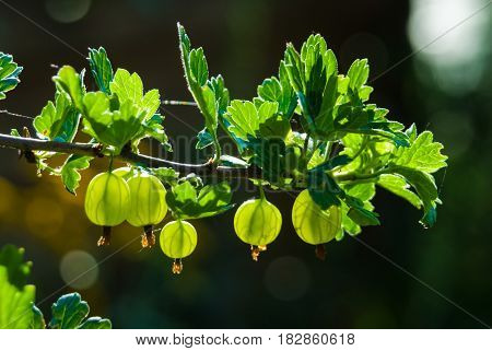 Big gooseberries ready for harvesting hanging in sunlight