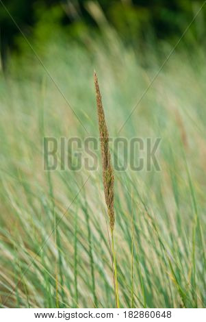 Dune grass spikes in front of blurred background at Germany's coast