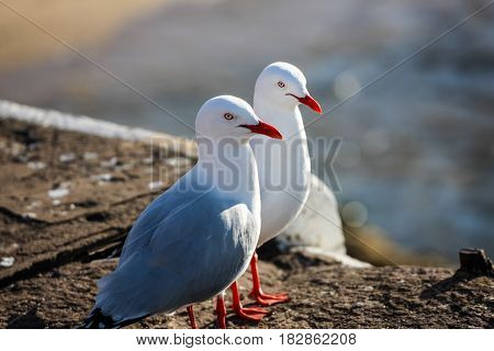 Pair of Australian sea gulls posing un-perturbed