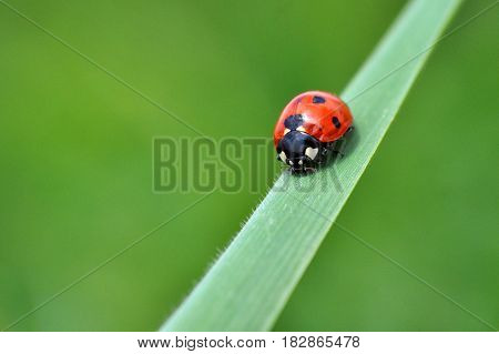 Ladybird sitting on top of grass in the meadow