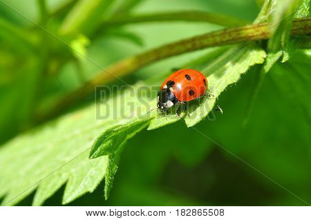 Ladybird sitting on top of grass in the meadow