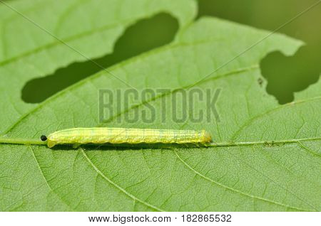 Caterpillar feeding on a leaf in garden and make damage. Caterpillar on broken leaf