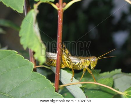 메뚜기 엿보기